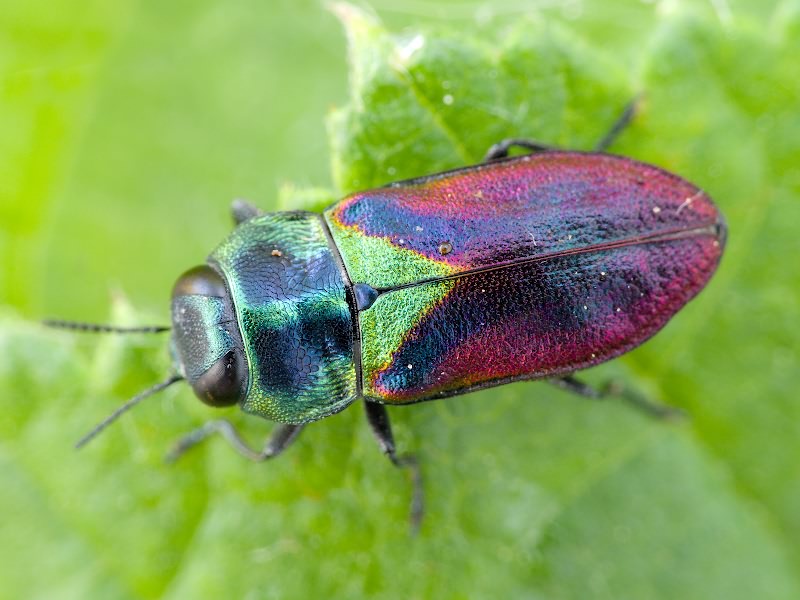 Anthaxia bicolor bicolor Falderman, 1835